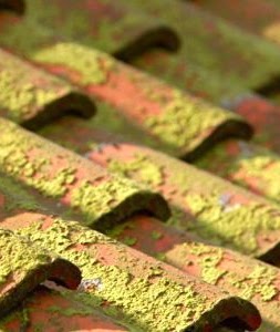 Tuiles de toiture entièrement recouvertes de mousse verte avant démoussage